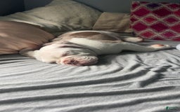 English Bulldog dogs for sale: Bowser - Image 3