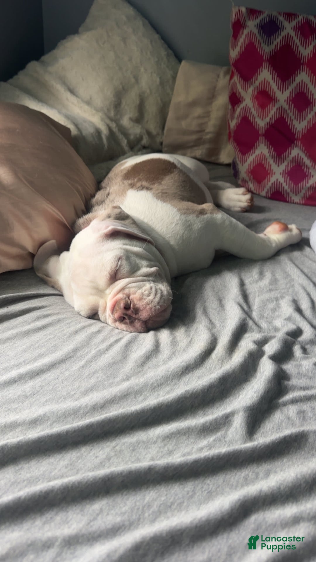 English Bulldog dogs for sale: Bowser - Image 3