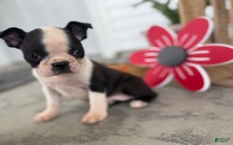 Boston Terrier dogs for sale: Brandy - Image 3