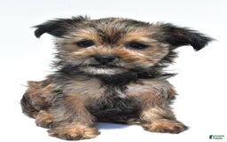 Morkie dogs for sale: Cassidy - Image 5