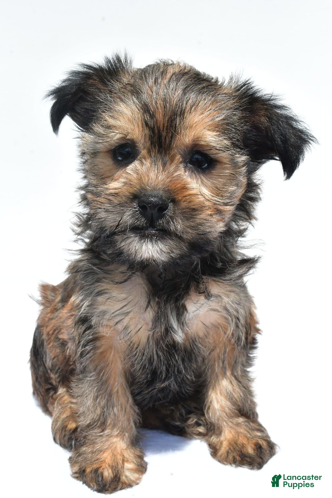 Morkie dogs for sale: Cassidy - Image 5