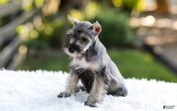 Miniature Schnauzer dogs for sale: Blaze - Image 11