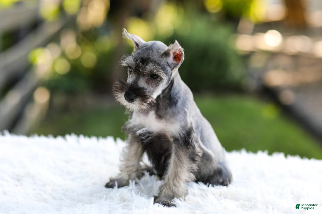 Miniature Schnauzer dogs for sale: Blaze - Image 11