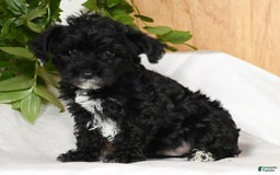 Yorkiepoo dogs for sale: Teddy - Image 5