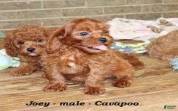 Cavapoo dogs for sale: Joey - Image 4