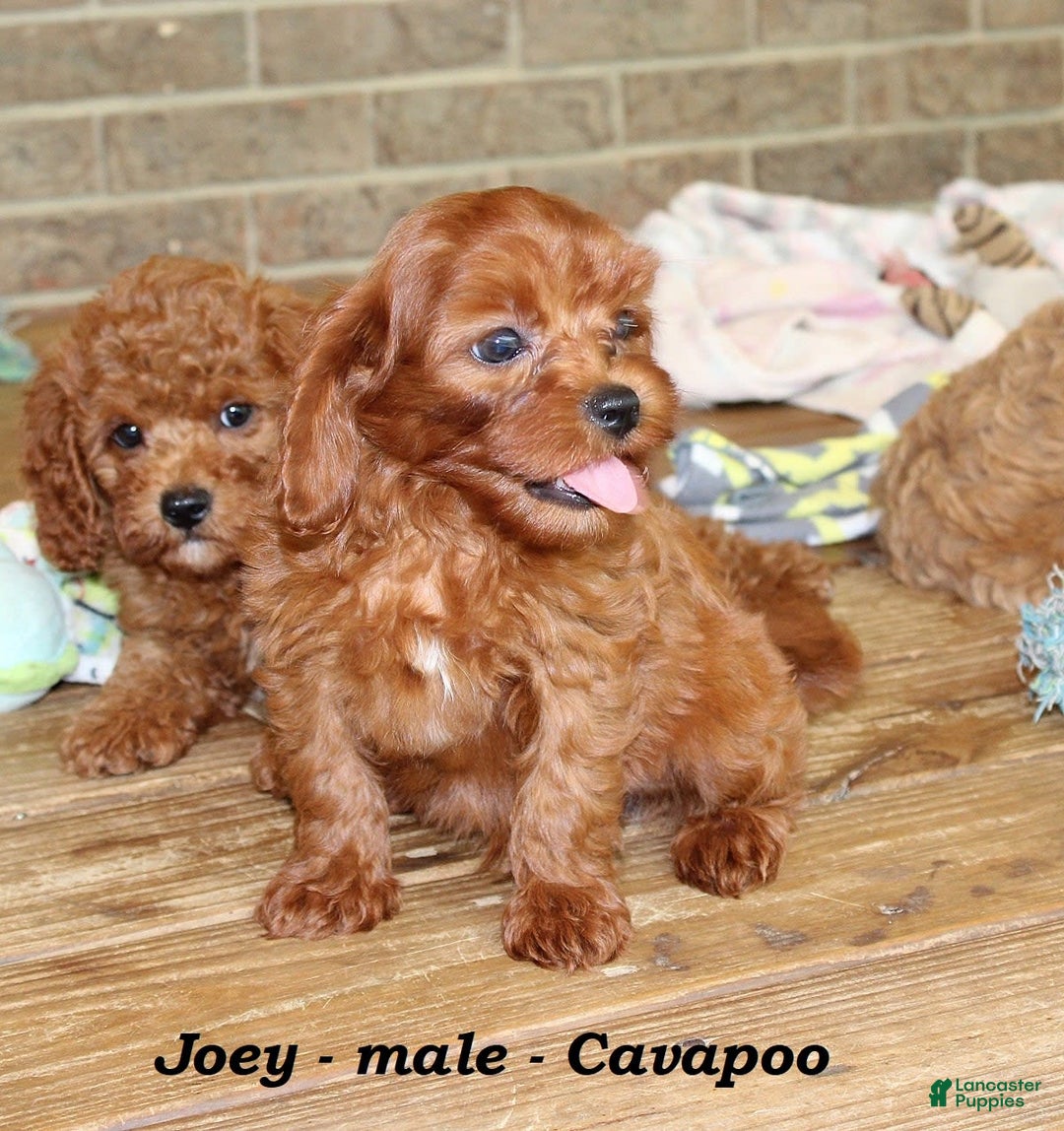 Cavapoo dogs for sale: Joey - Image 4