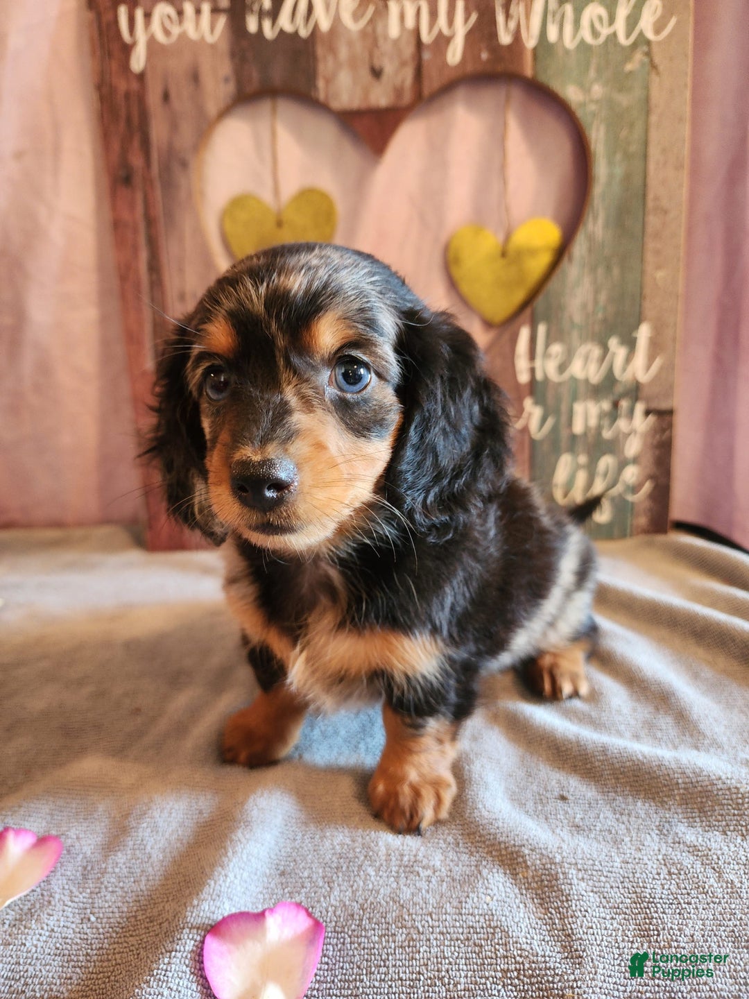 Miniature Dachshund dogs for sale: Hailey - Image 10