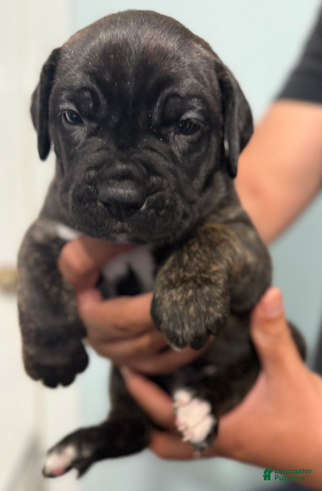 Cane Corso dogs for sale: Soni - Image 5