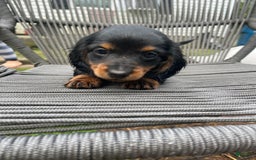 Dachshund dogs for sale: Fiona - Image 2