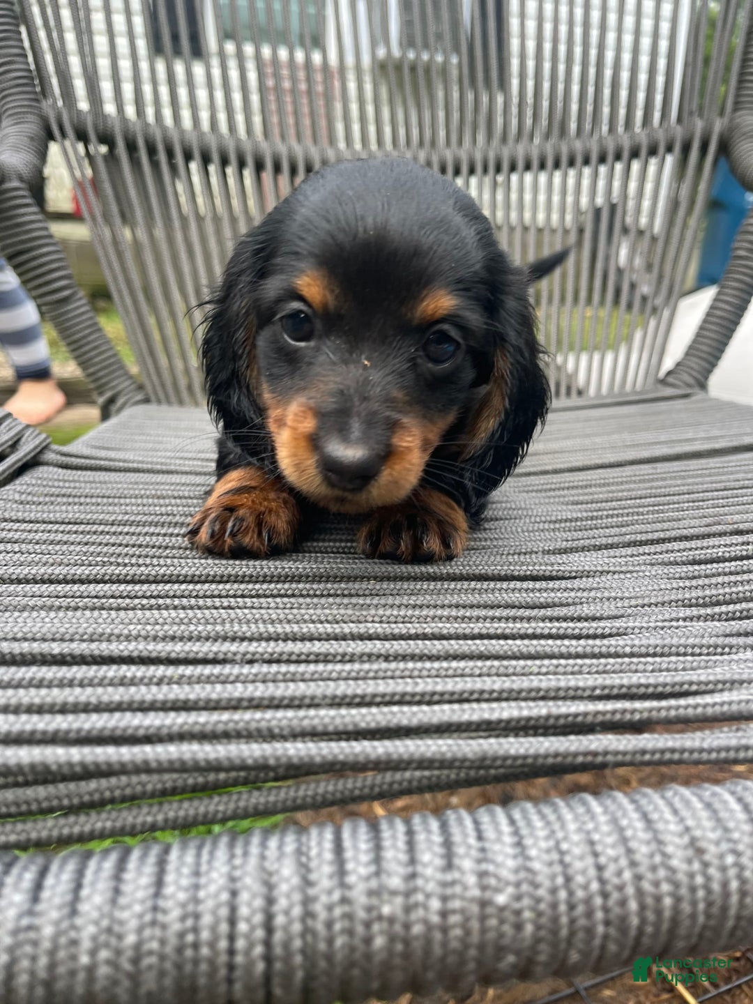 Dachshund dogs for sale: Fiona - Image 2