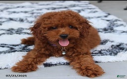 Toy Poodle dogs for sale: Tommy - Image 9