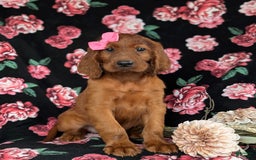 Irish Setter dogs for sale: Izzie - Image 3