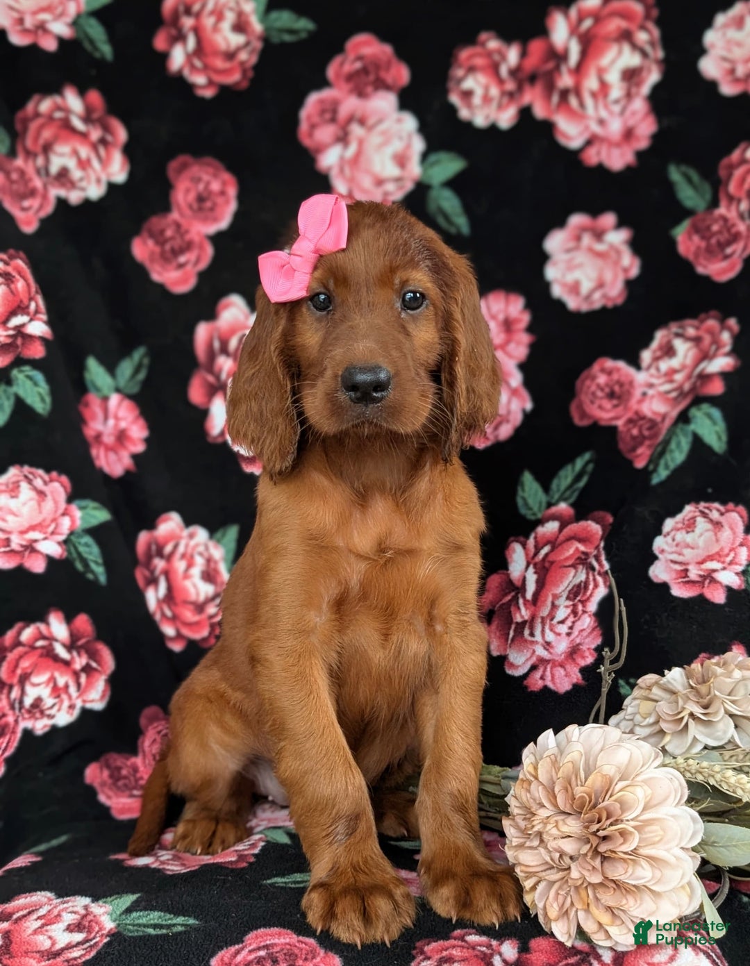 Irish Setter dogs for sale: Izzie - Image 3