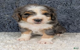 Bernedoodle dogs for sale: Jester - Image 8
