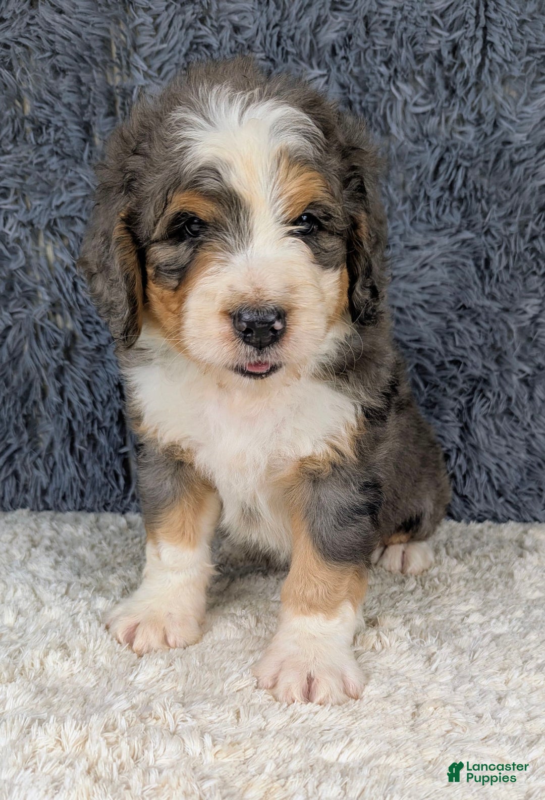 Bernedoodle dogs for sale: Jester - Image 8