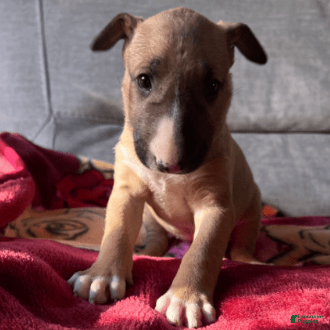 Bull Terrier dogs for sale: Everest - Image 3