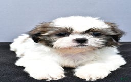 Shih Tzu dogs for sale: Beth - Image 11