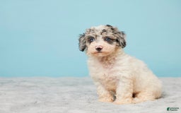 Miniature Poodle dogs for sale: Abby - Image 4