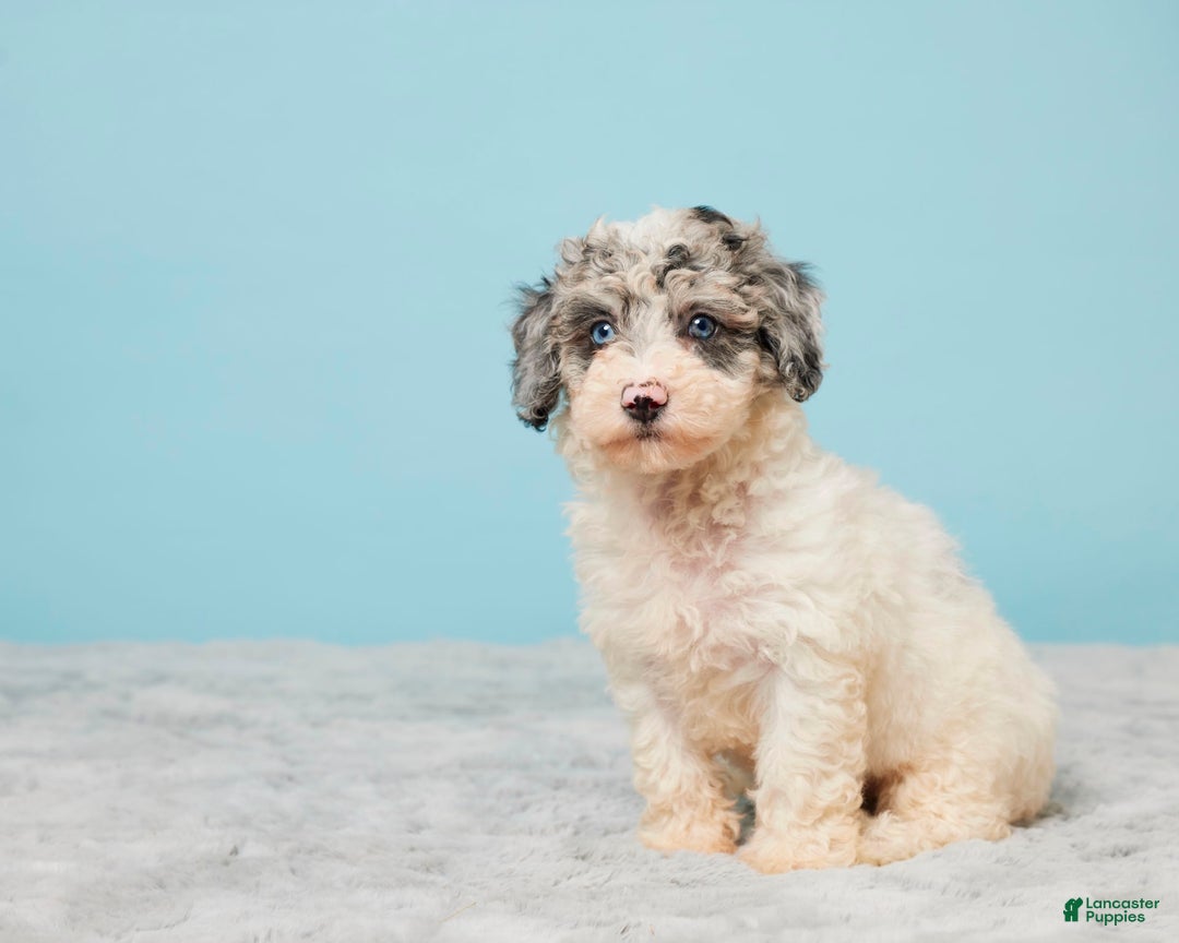 Miniature Poodle dogs for sale: Abby - Image 4
