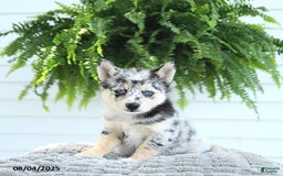 Pomsky dogs for sale: Bandit - Image 3
