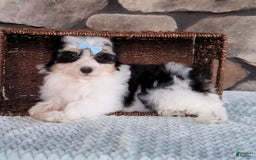 Havanese dogs for sale: Danny - Image 8