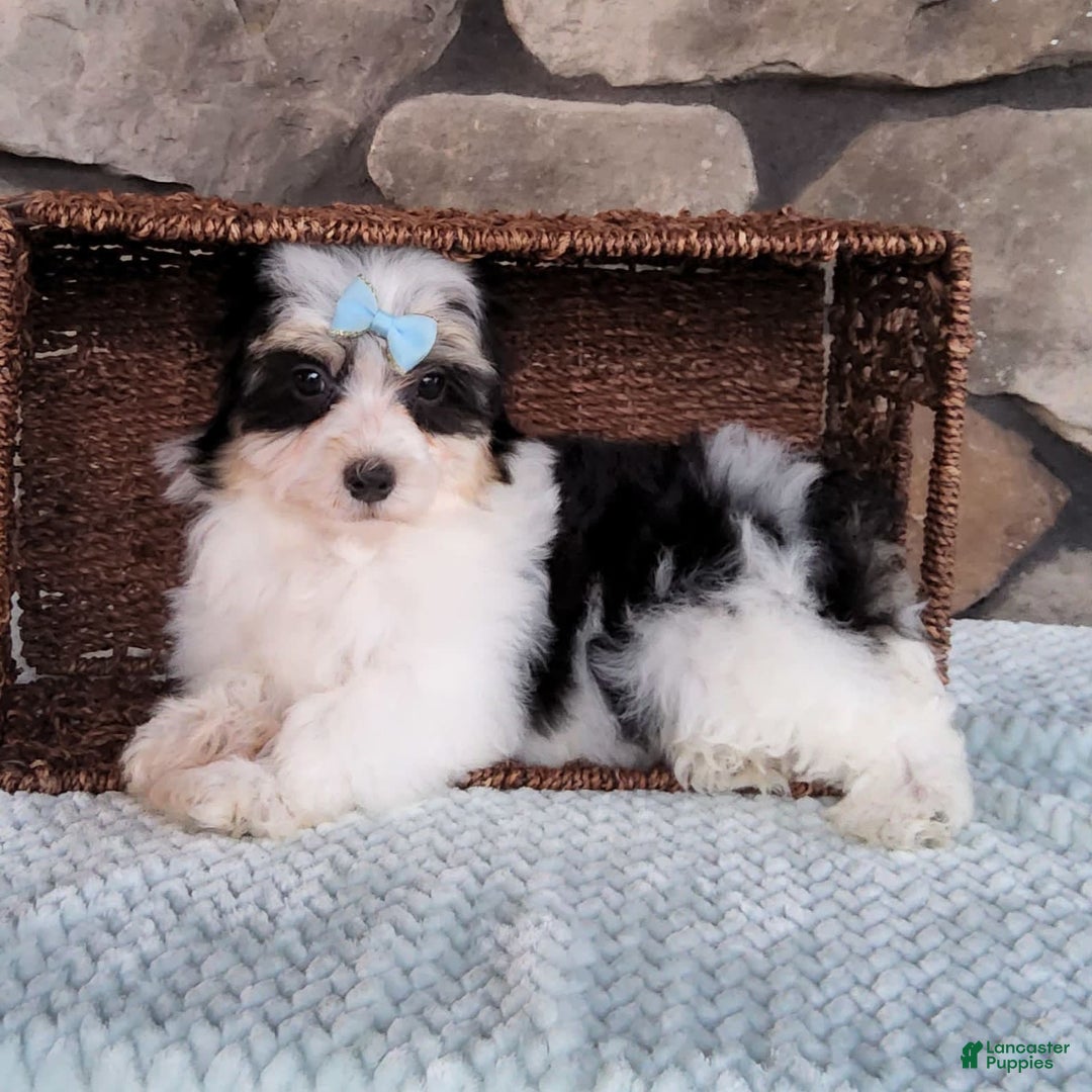 Havanese dogs for sale: Danny - Image 8
