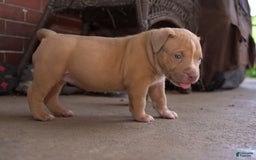 American Bully dogs for sale: Rosie red - Image 1