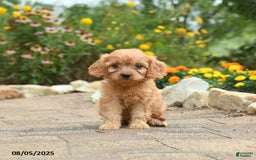 Cavapoo dogs for sale: Archie - Image 5