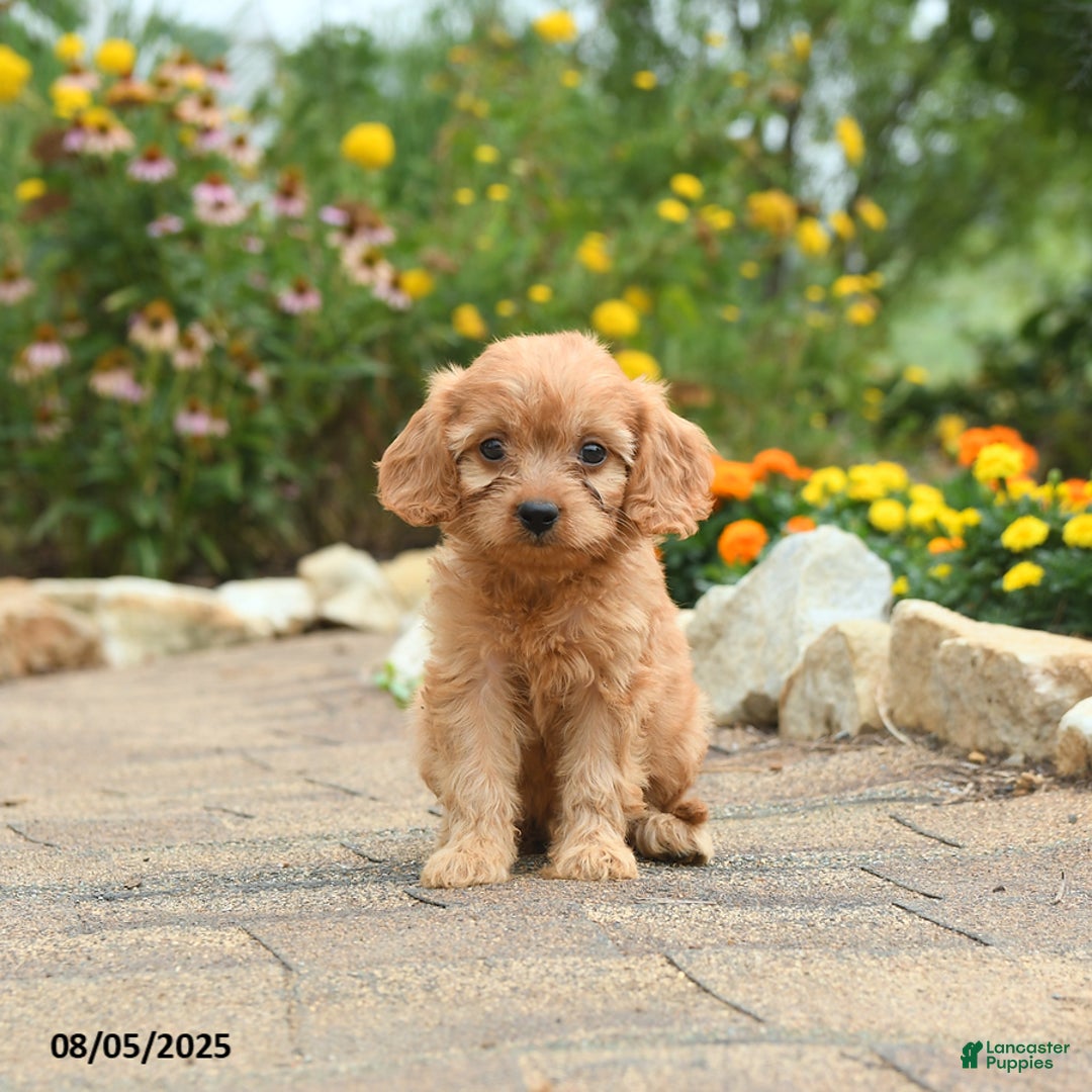 Cavapoo dogs for sale: Archie - Image 5