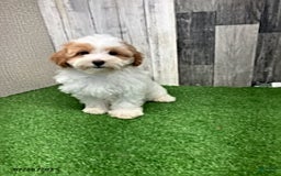 Maltipoo dogs for sale: Jolene - Image 2