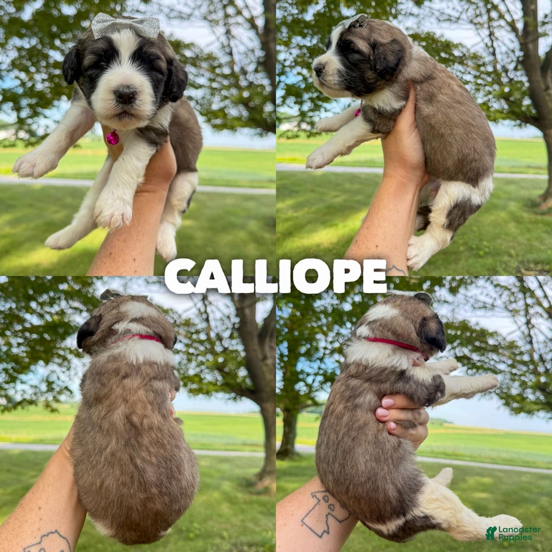 Saint Berdoodles dogs for sale: Calliope - Standard F1b - Image 1