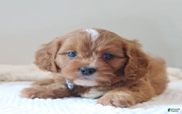 Cavapoo dogs for sale: Fynn - Image 4