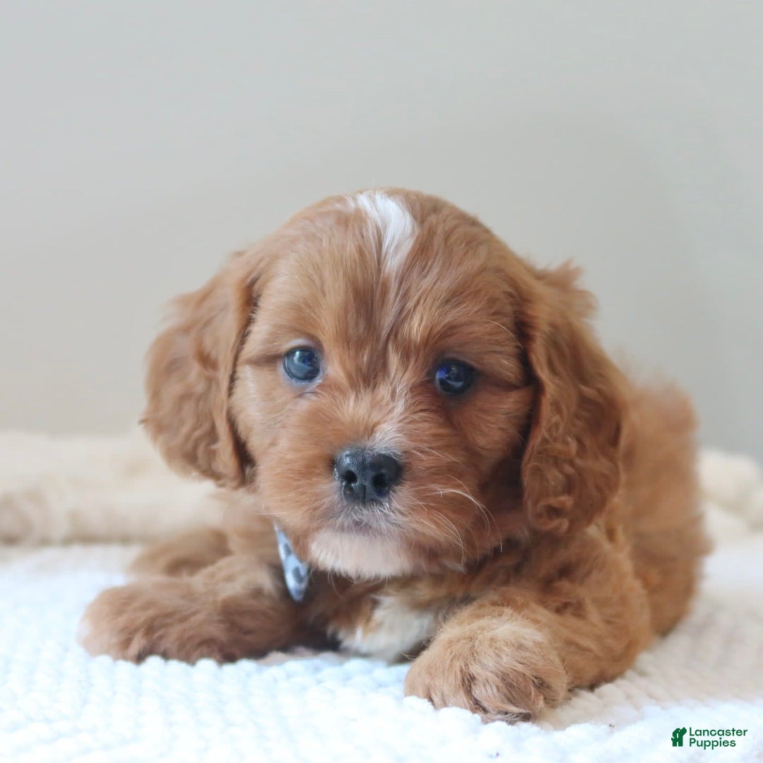 Cavapoo dogs for sale: Fynn - Image 4