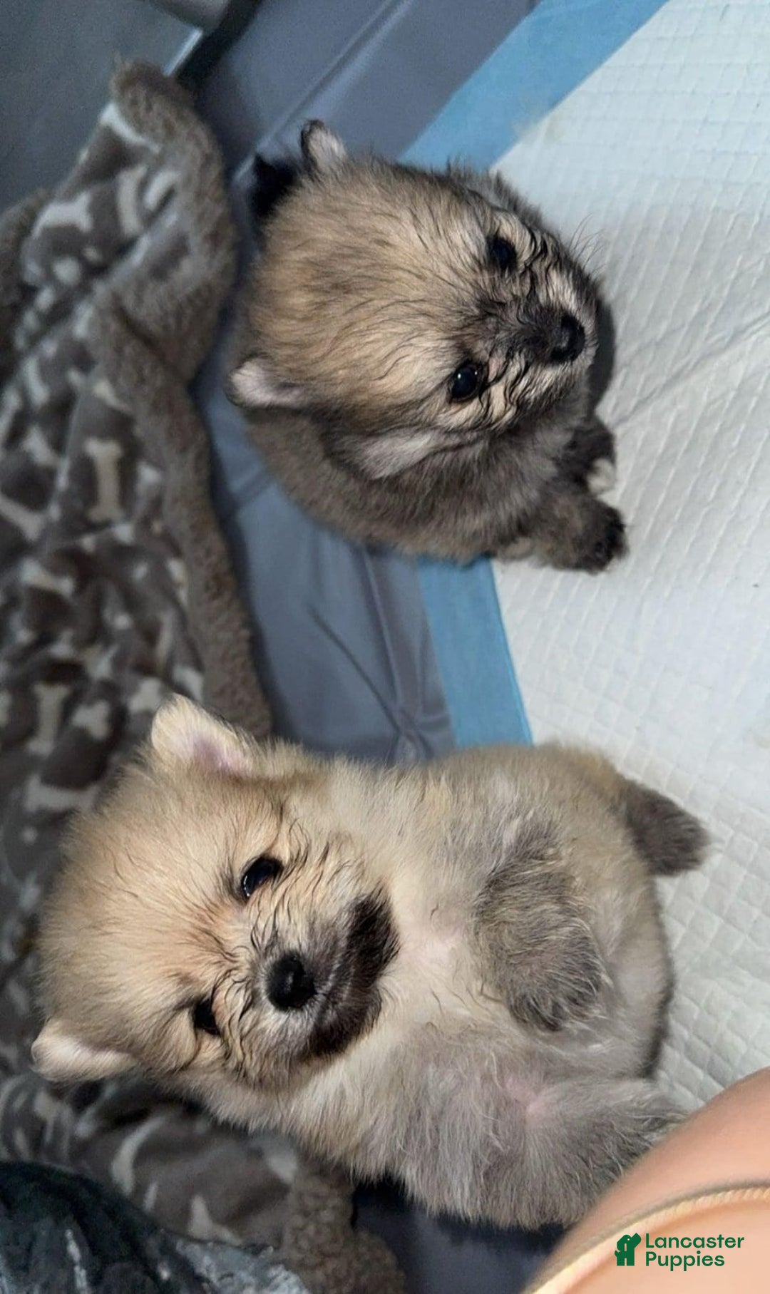 Pomeranian dogs for sale: Laura - Image 2