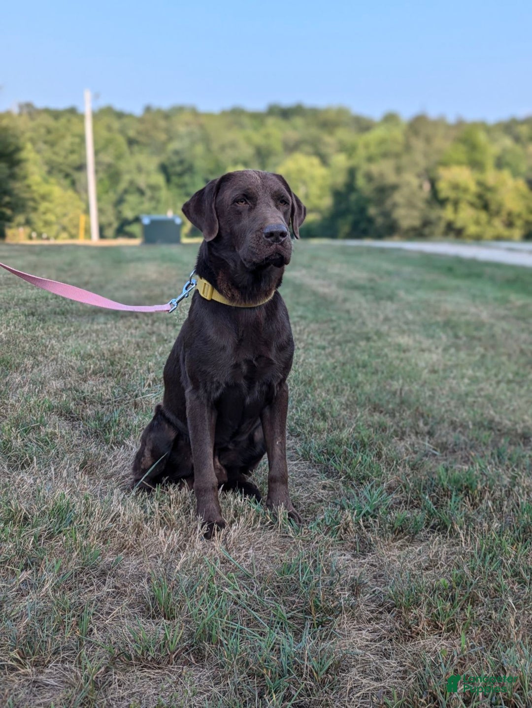 Labrador Retriever dogs for sale: Melody - Image 9