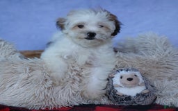 Shihpoo dogs for sale: Sophie - Image 16