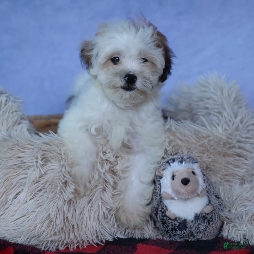 Shihpoo dogs for sale: Sophie - Image 16