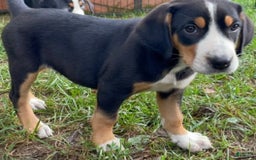 Greater Swiss Mountain Dog dogs for sale: Julep - Image 8