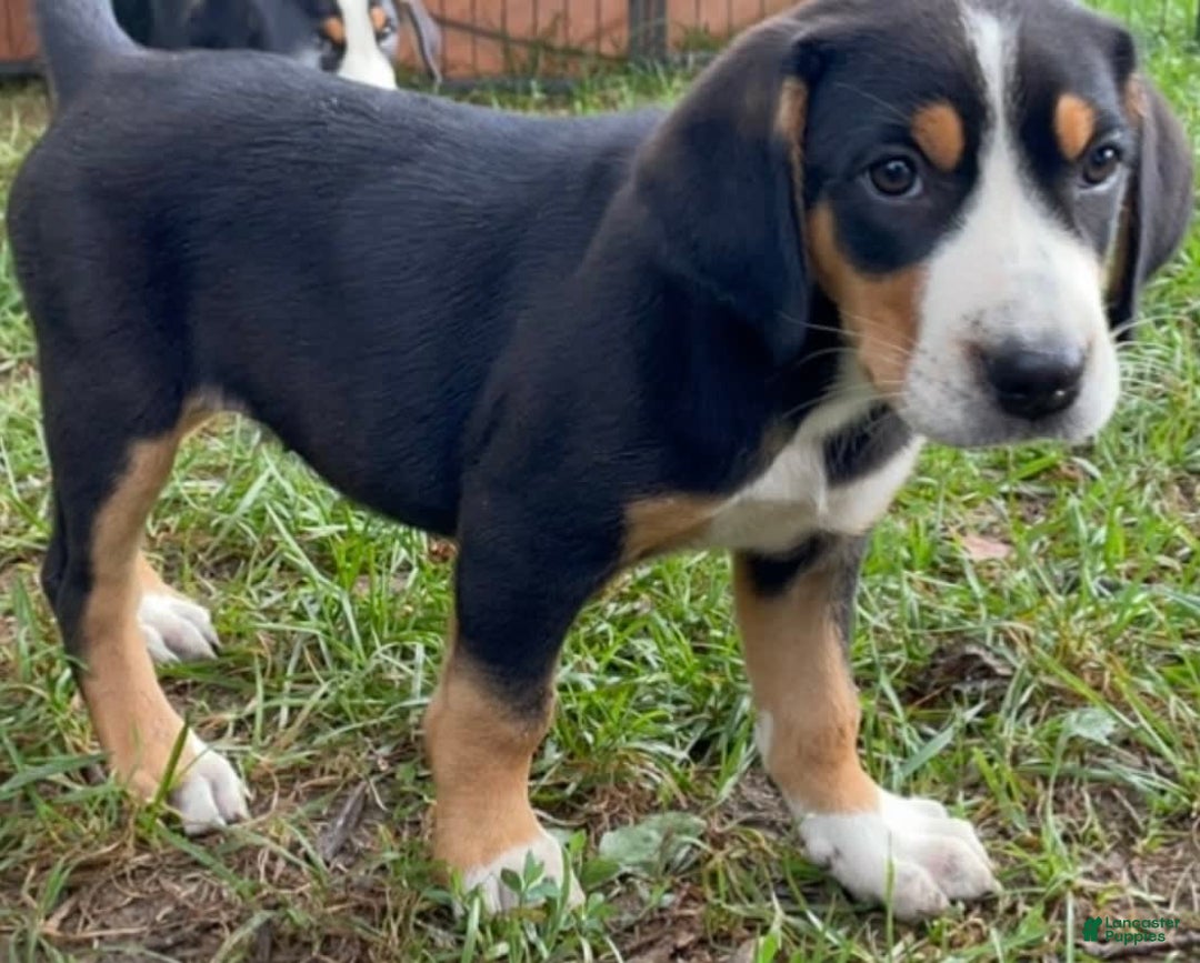 Greater Swiss Mountain Dog dogs for sale: Julep - Image 8