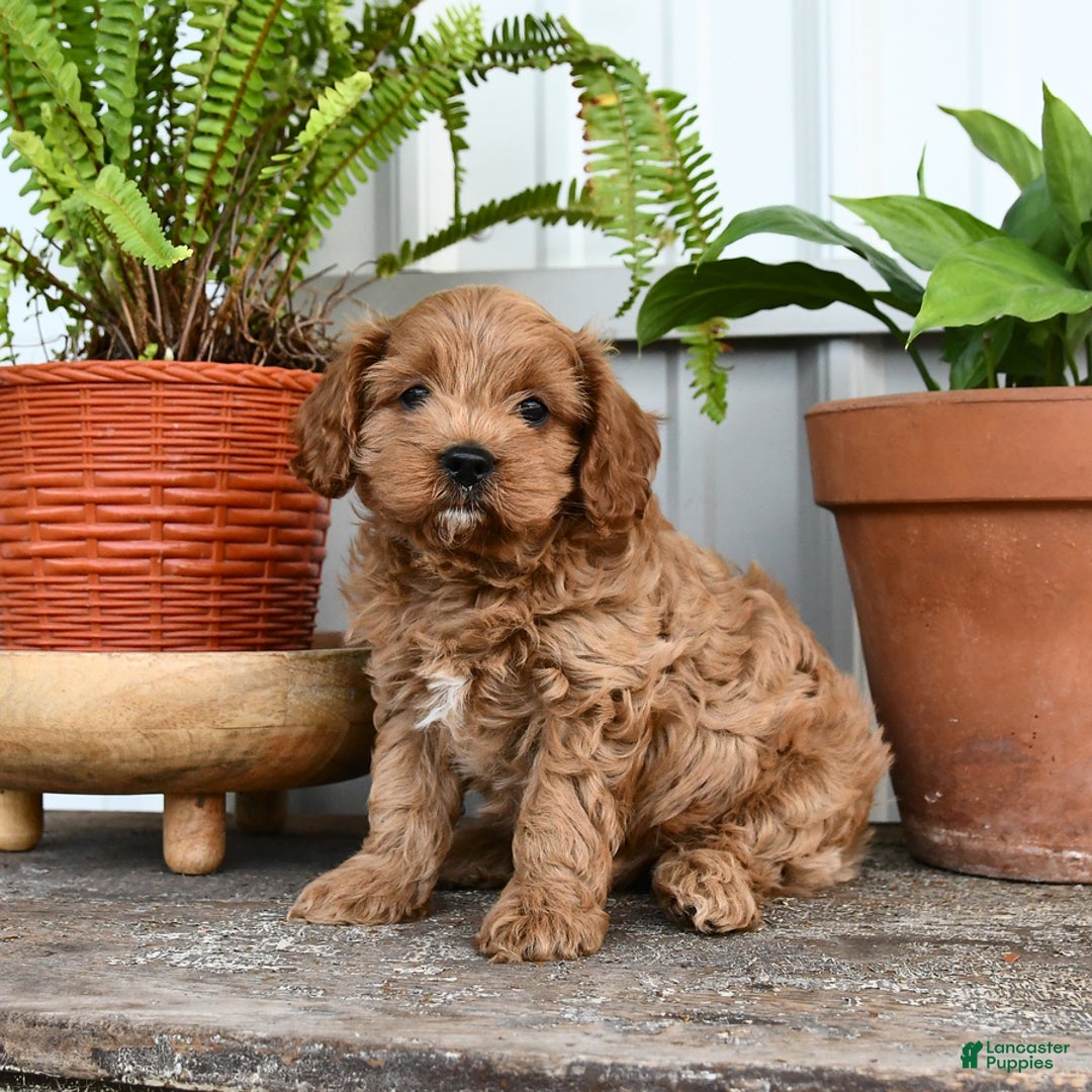 Cavapoo dogs for sale: Roxy - Image 3
