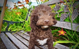 Havapoo dogs for sale: Teddy - Image 15