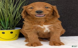 Goldendoodle dogs for sale: Emmie - Image 15