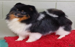 Pomeranian dogs for sale: Dude - Image 1