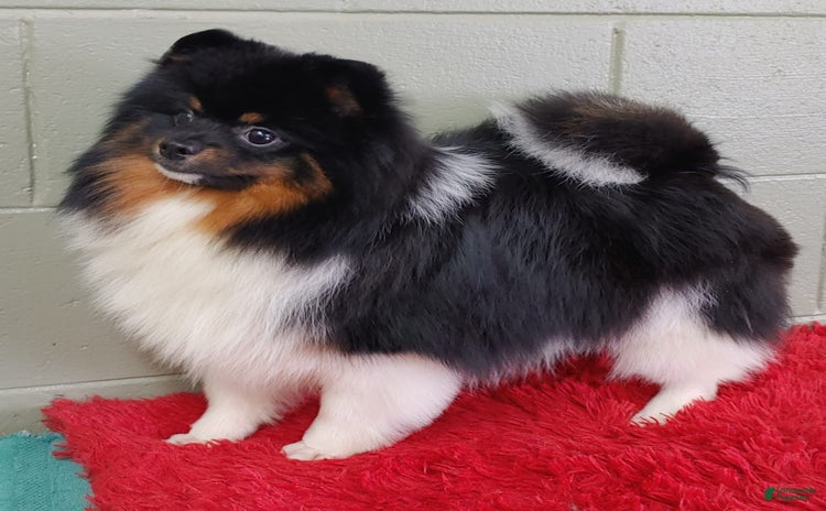 Pomeranian dogs for sale - Ad 5