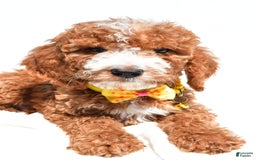  dogs for sale: Mini Goldendoodle 7 puppies - Image 6
