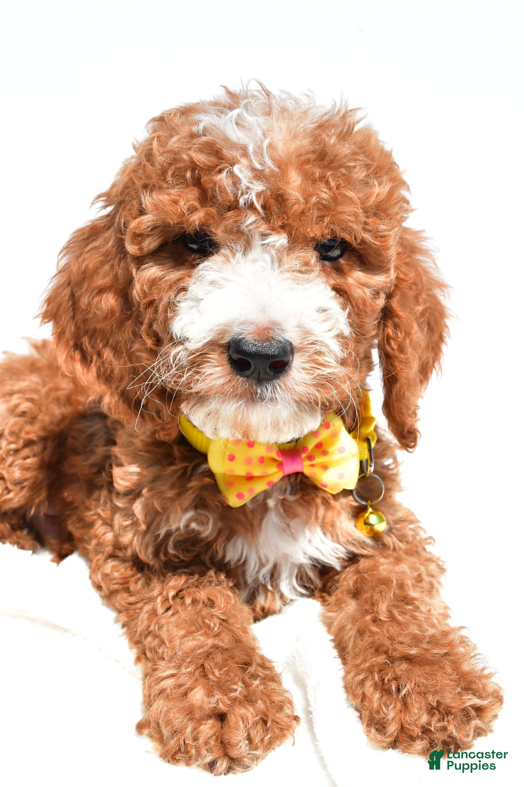 dogs for sale: Mini Goldendoodle 7 puppies - Image 6