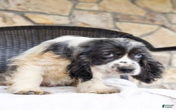 Cocker Spaniel dogs for sale: Mickey - Image 4