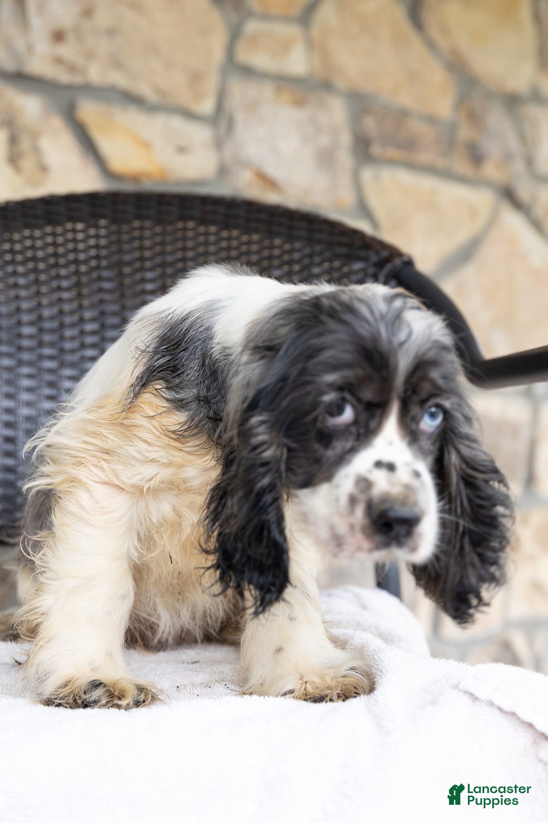 Cocker Spaniel dogs for sale: Mickey - Image 4