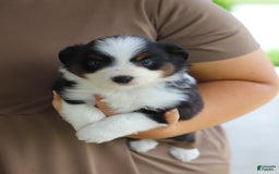 Australian Shepherd dogs for sale: Zeke - Image 8