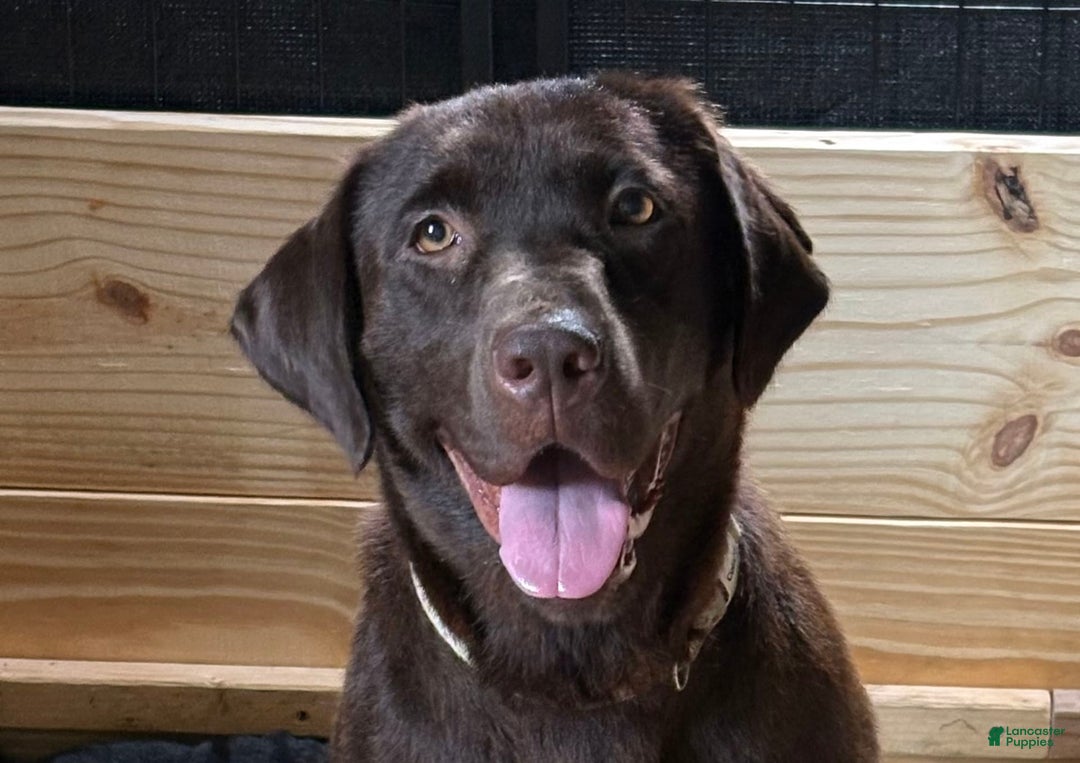 Labrador Retriever dogs for sale: Gracie - Image 6
